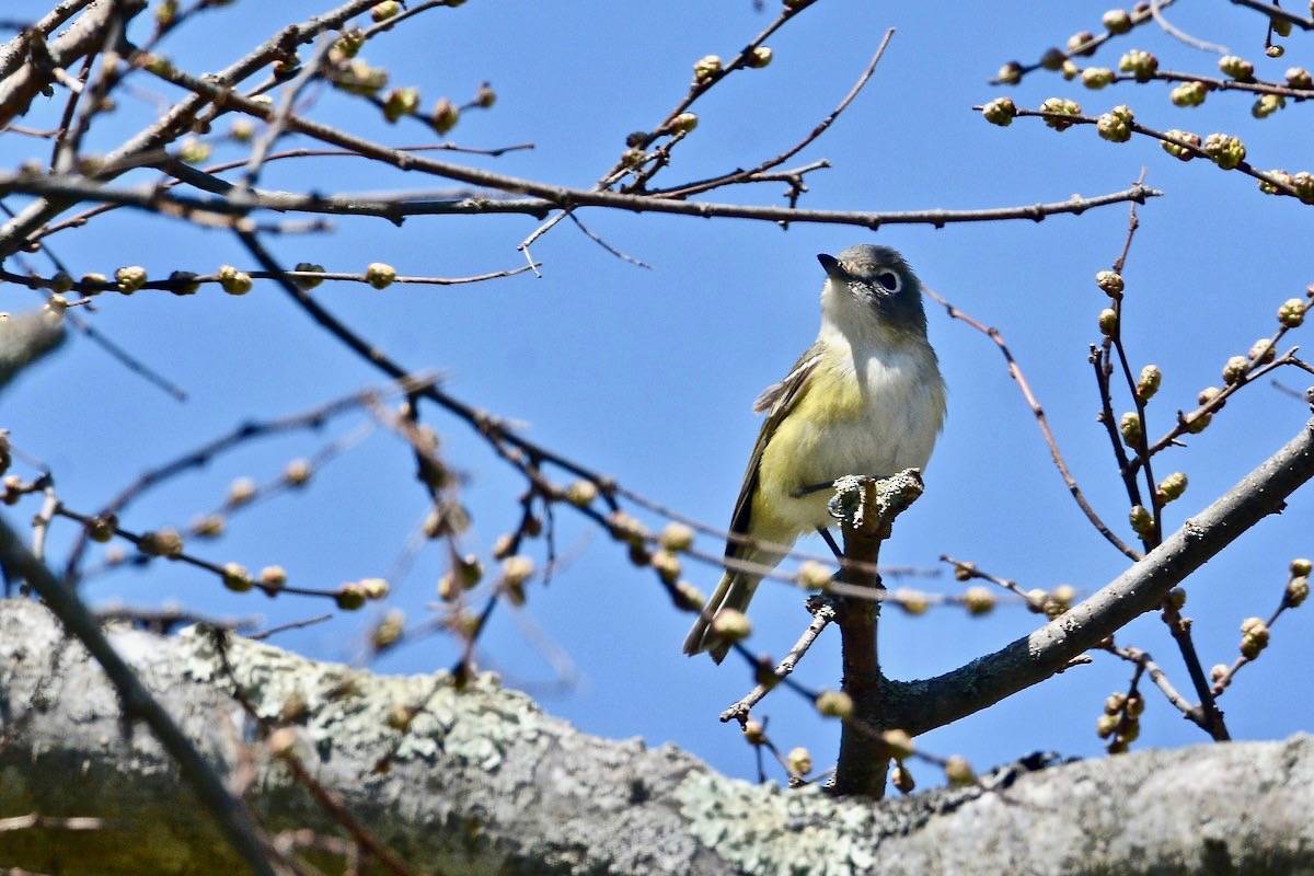 Sue Dunn / Macaulay Library at the Cornell Lab of Ornithology (ML27481521)